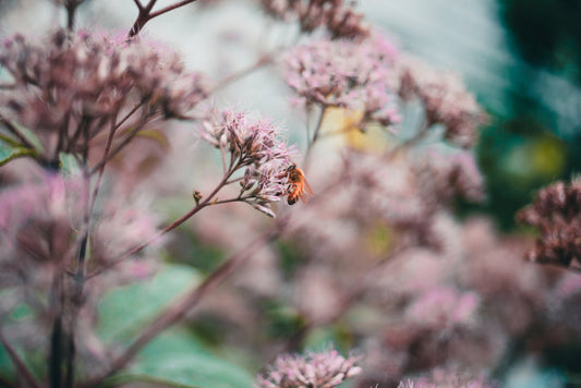 Natural Aroma Oils as Insect Repellants