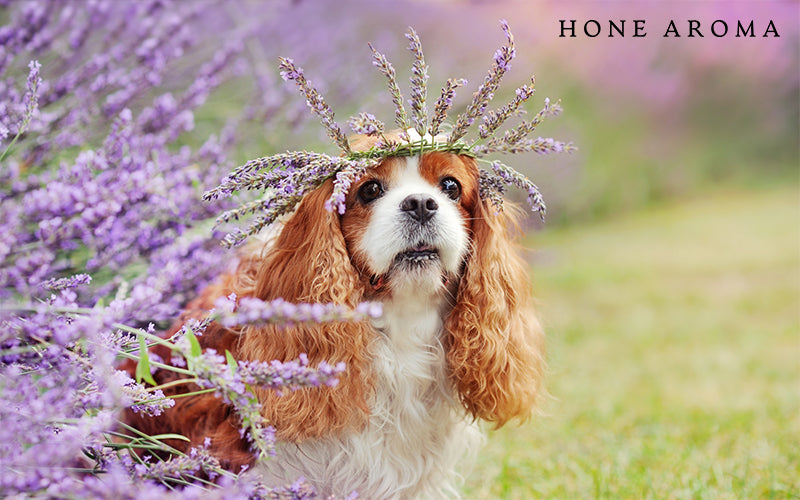 A dog surrounded by vibrant lavender flowers