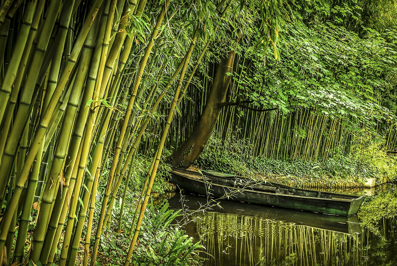 bamboo in a natural setting