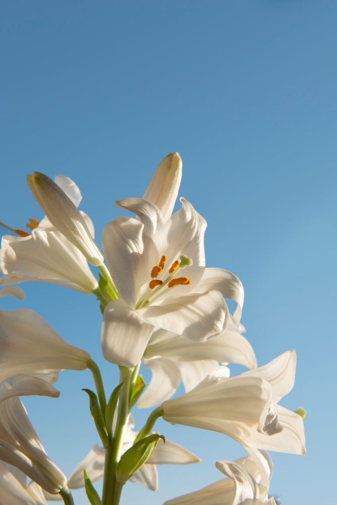 lily flower scent