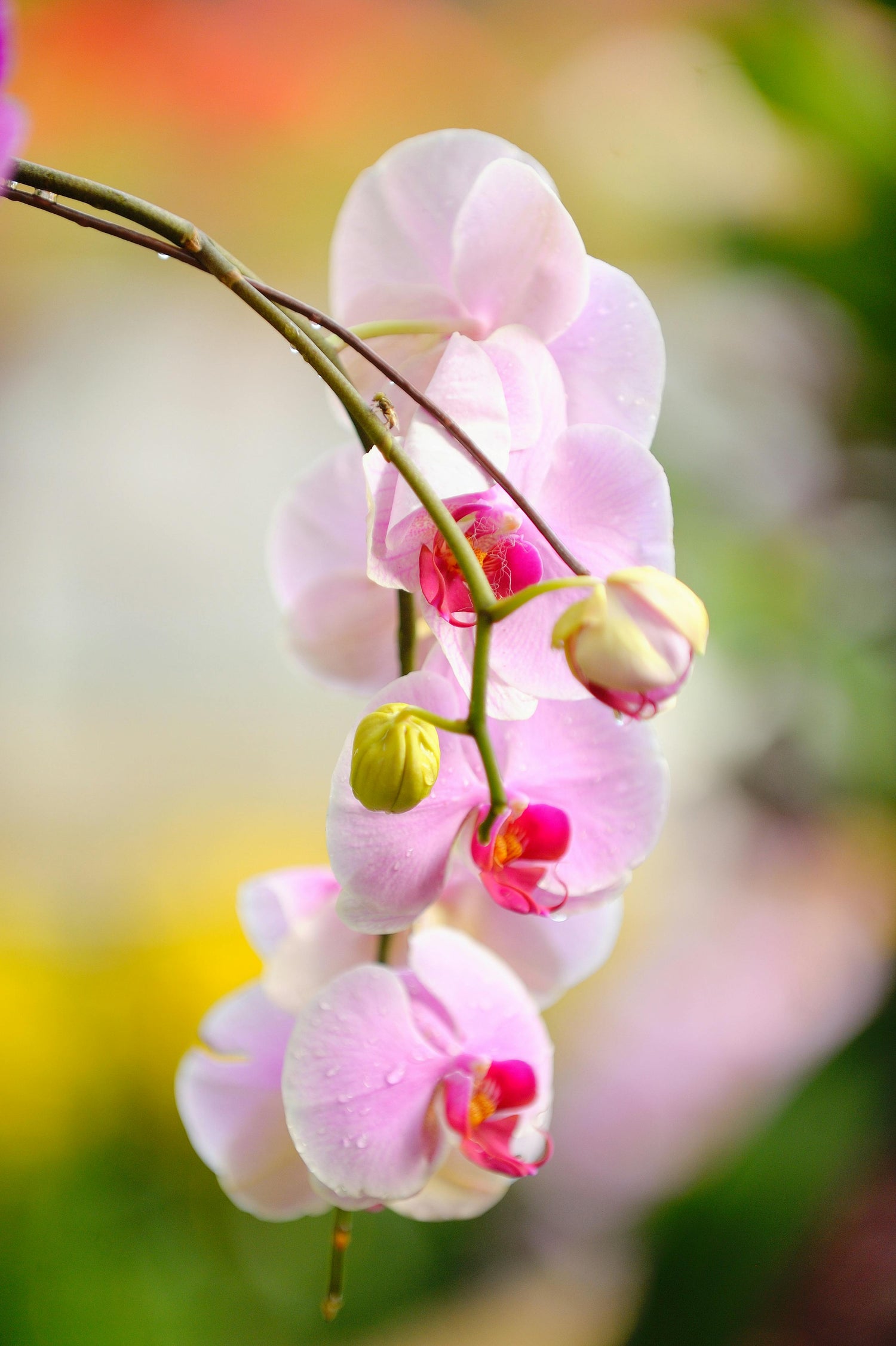 orchid flower scent